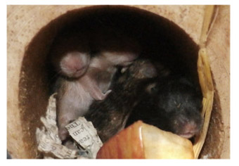 The children of Bassey and Squit at 12 days old