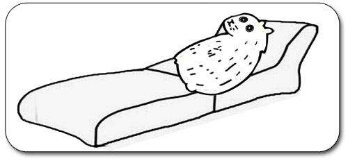 The psychology of hamsters about two weeks from attack