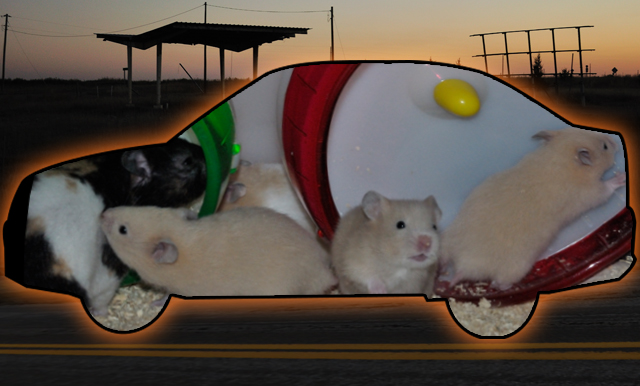RodentMobile: Hitting the highway with hamsters