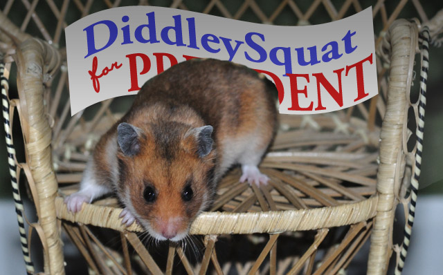 Diddley Squat, the Nominee of the Hamster Party 2012