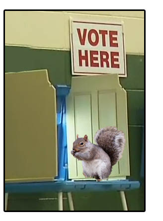 Squirrelly election? Really?