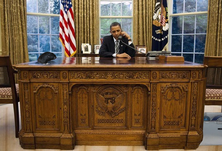 Squit Squat, Co-Vice-President Elect, counsels Pres. Obama during a phone call to Republican rivals