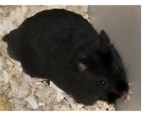 Rupert Rat Squat, Son of Diddley and Cree Squat